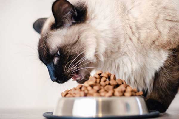 寵物糧進(jìn)口清關(guān) 寵物糧進(jìn)口清關(guān)